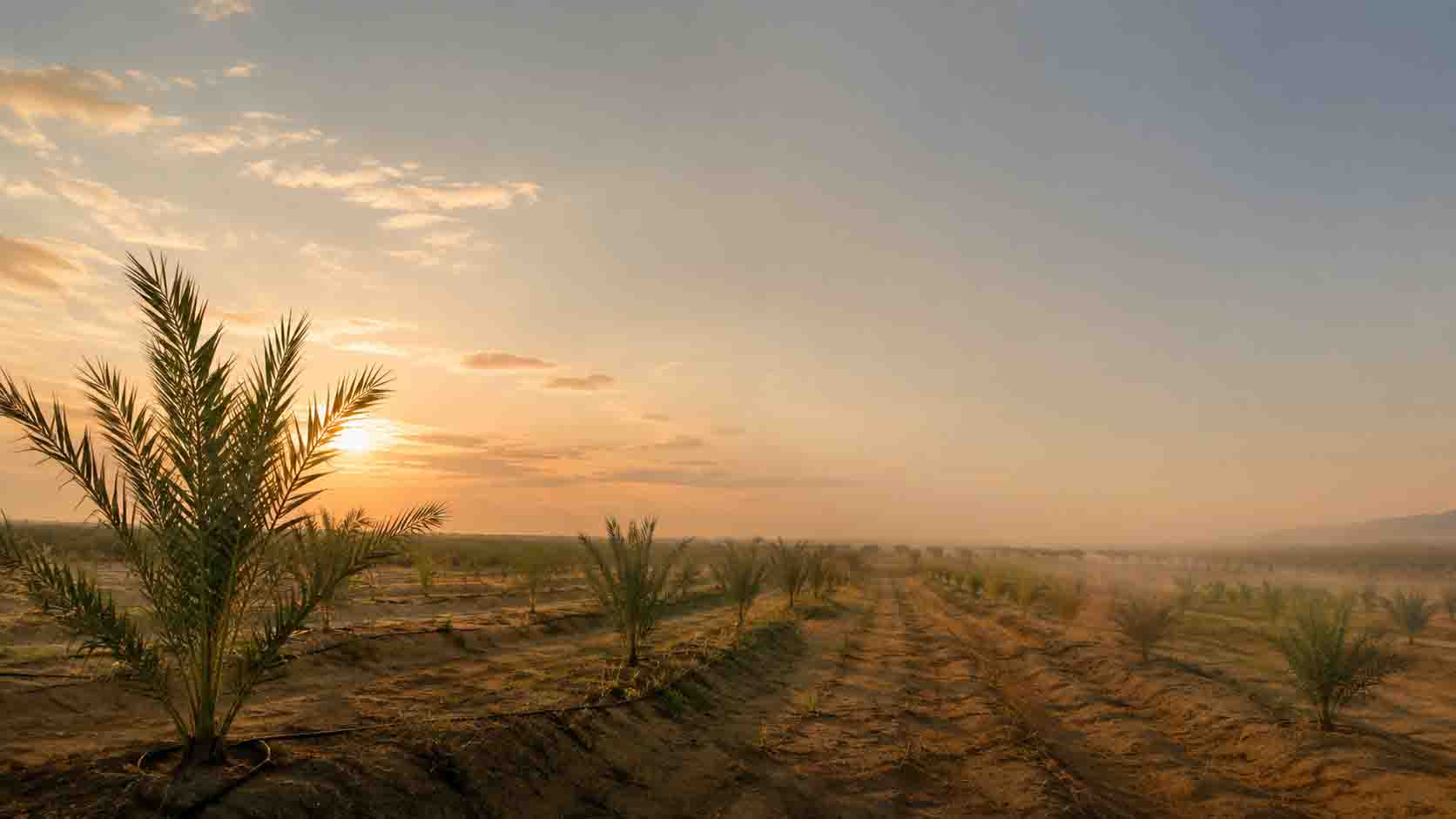 صفوف نخيل المجدول الصغير في أرض الجميلة فارمز عند الشروق